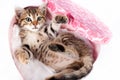 Small tabby kitten playing in a box