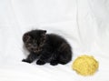 A small tabby kitten plays with a ball of yellow woolen threads on a white background c Royalty Free Stock Photo