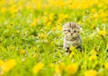 Small tabby kitten sitting on a dandelion field Royalty Free Stock Photo