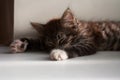 Small tabby kitten sleeping on a summer day Royalty Free Stock Photo