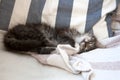 Small tabby kitty sleeping on a chair Royalty Free Stock Photo