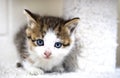 Small tabby and white kitten with blue eyes on cat tree in animal shelter