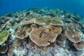 Small Table Corals Grow Shallow in Indonesia Royalty Free Stock Photo