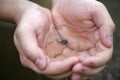 Small tadpoles Royalty Free Stock Photo