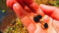 Small tadpoles caught in hand Royalty Free Stock Photo