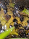 Small tadpoles of Cururu Toad Royalty Free Stock Photo