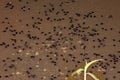 Small tadpoles of Cururu Toad Royalty Free Stock Photo