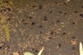 Small tadpoles of Cururu Toad Royalty Free Stock Photo