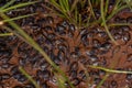 Small tadpoles of Cururu Toad Royalty Free Stock Photo