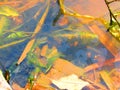 Small tadpoles in a puddle of water Royalty Free Stock Photo