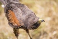 Small taimed falcon Royalty Free Stock Photo