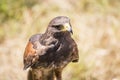 Small taimed falcon Royalty Free Stock Photo