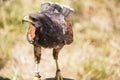 Small taimed falcon Royalty Free Stock Photo