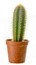 Small tall spiny wet cactus in a plastic pot