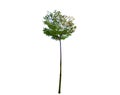 Small tall of Trimmed green tree isolated on white background. Royalty Free Stock Photo