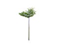 Small tall of Trimmed green tree isolated on white background.