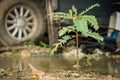 A small tamarind tree on a blurred background Royalty Free Stock Photo