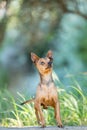 A small tan chihuahua dogs standing on a rock Royalty Free Stock Photo