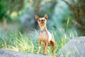 A small tan chihuahua dogs standing on a rock Royalty Free Stock Photo