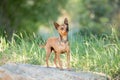 A small tan chihuahua dogs standing on a rock Royalty Free Stock Photo