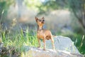 A small tan chihuahua dogs standing on a rock Royalty Free Stock Photo