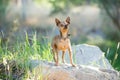 A small tan chihuahua dogs standing on a rock Royalty Free Stock Photo