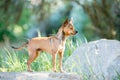 A small tan chihuahua dogs standing on a rock Royalty Free Stock Photo