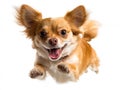 Small tan dog leaping mid-air, happy expression, textured fur, dynamic composition - AI-Generated Royalty Free Stock Photo