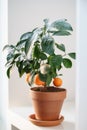 Small tangerine fruit tree with mandarin in terracotta pot. Little orange citrus tree. Indoor garden Royalty Free Stock Photo