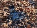 Small tar pit surrounded by leaves, twigs, and dirt outside