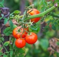 Small tasty tomatoes on a branches