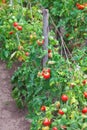 Small tasty tomatoes on a branches growing in a greenhouse