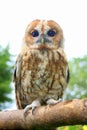 Small tawny owl sitting on tree branch Royalty Free Stock Photo