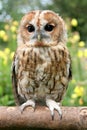 Small tawny owl sitting on tree branch Royalty Free Stock Photo