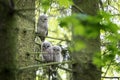 Tawny owl, brown owl, strix aluco, Europe