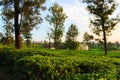 Small Tea Estate Royalty Free Stock Photo