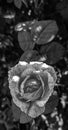 A small tea rose with green leaves on a natural background macro in monochrome photography. Royalty Free Stock Photo