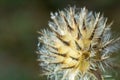 Small teasel Dipsacus pilosus seed head in winter. Dead inflorescence covered in melting frost, backlit by sunlight on prickly Royalty Free Stock Photo