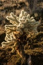 Small Teddy Bear Cholla Cactus Needles Glow In The Sunlight
