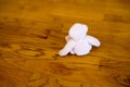 Small teddybear sitting on wooden floor