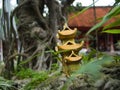 Small temple and bonsai tree