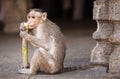 Monkey regales on a stalk of a sugar cane Royalty Free Stock Photo