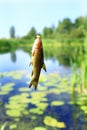 Small tench caught on fishing-rod. Fishing. Fish caught Royalty Free Stock Photo