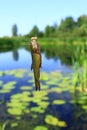 Small tench caught on fishing-rod. Fishing. Fish caught Royalty Free Stock Photo