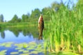 Tench caught on fishing-rod. Fishing. Fish caught on cane and pond background Royalty Free Stock Photo