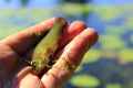 Small tench lying on human hand Royalty Free Stock Photo