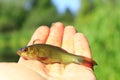 Tench caught on fishing-rod laying on human palm. Fishing concept Royalty Free Stock Photo