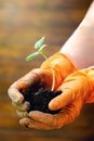 Small tender green plant sprout in the hands of gardener or farmer in gloves