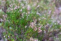 Small tender pink and green wild flowers in swedish forest close up Royalty Free Stock Photo