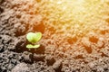 Small and tender plant germ breaks through the earth. Young green Plant Growing In Sunlight Royalty Free Stock Photo